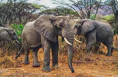Africa Tanzania Manyara elephants-4259
