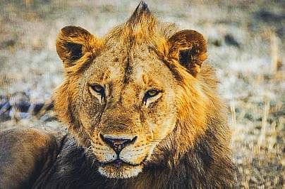 Africa Tanzania Manyara lion-4468