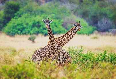 Africa Tanzania Manyara safari giraffe-4543